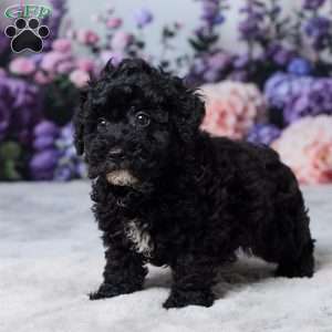 Rufus, Miniature Poodle Puppy